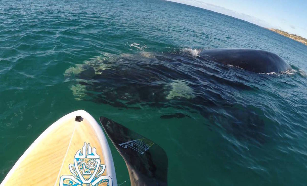 Standup Paddling With Whales In New South Wales Men S Journal   R427 167 2934 1687 W1200 H678 Fmax 