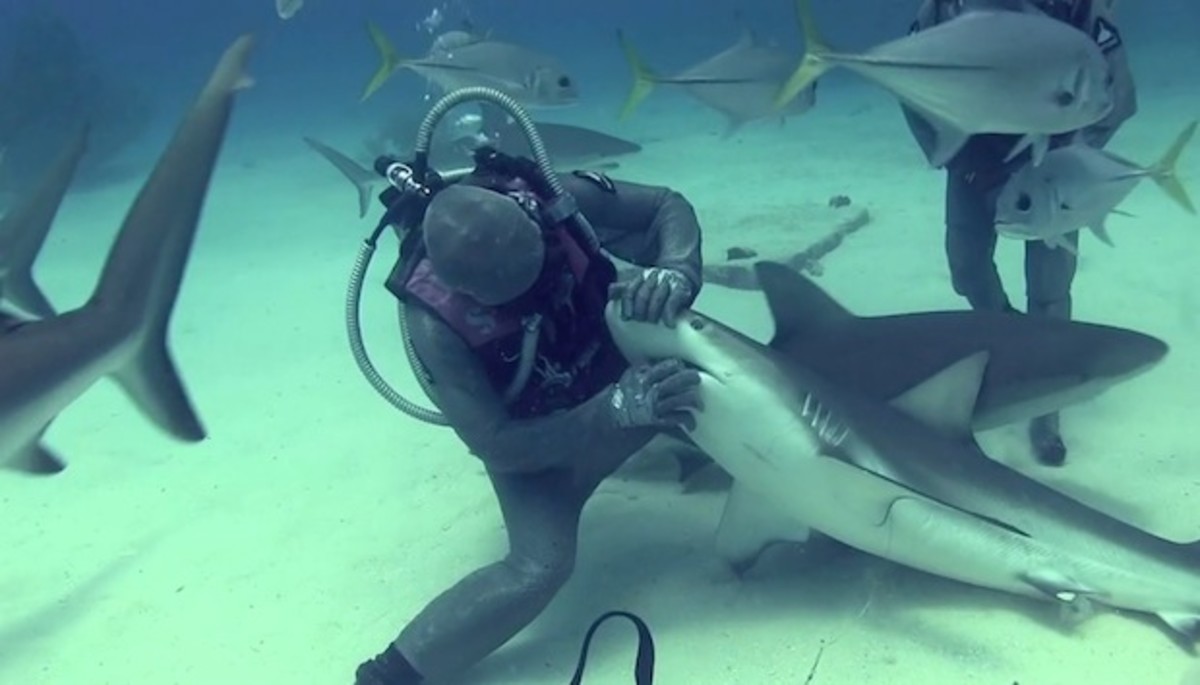 Shark Whisperer' Chris Pica hooks, releases shark with extendable jaw and  huge fangs – Orange County Register
