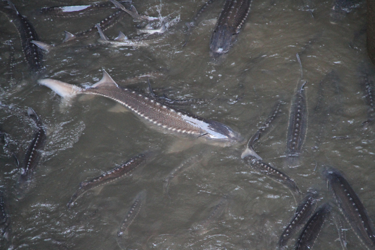 Stable sturgeon populations await anglers upstream of Bonneville Dam - The  Columbian