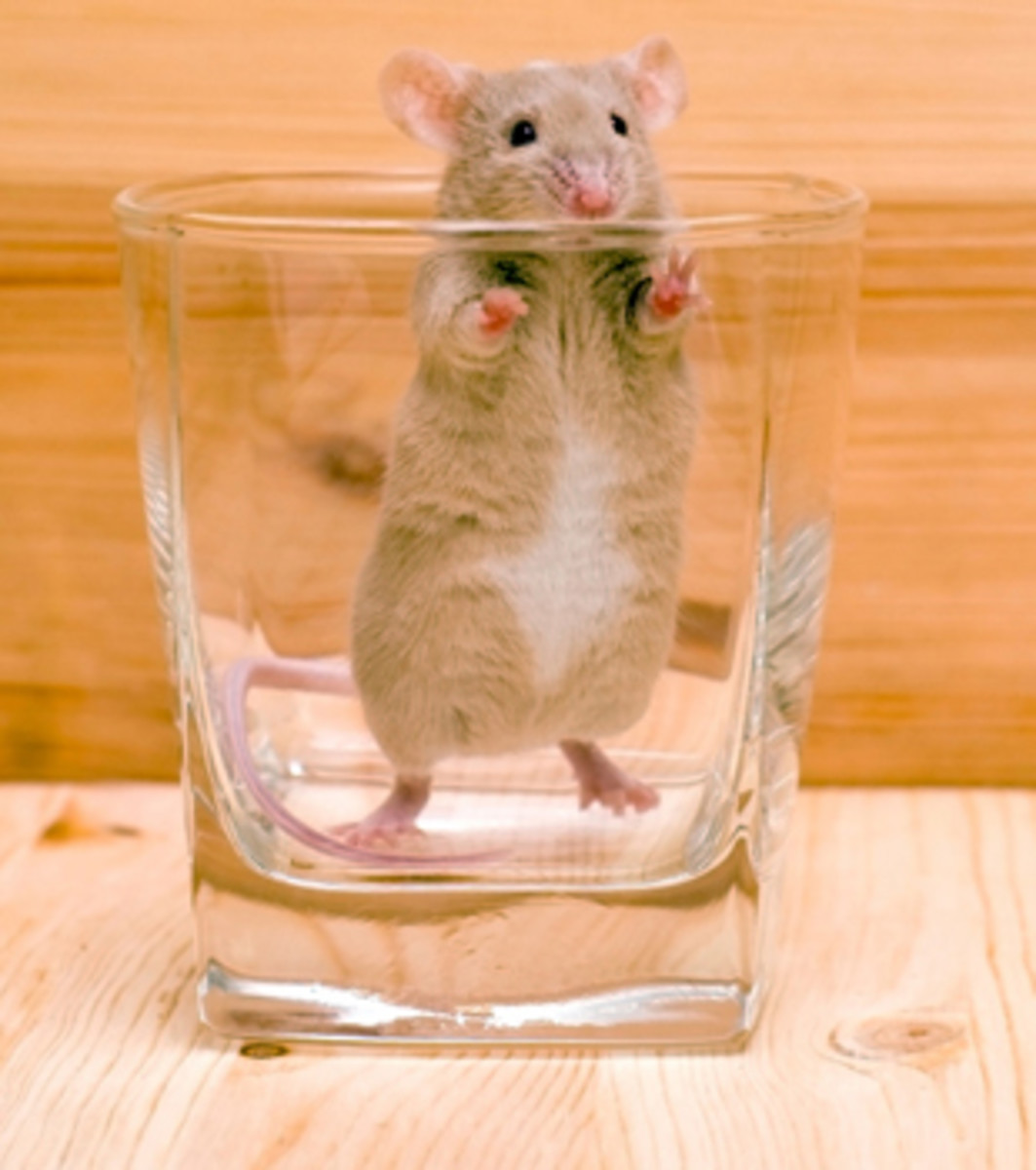 mouse in mountain dew experiment