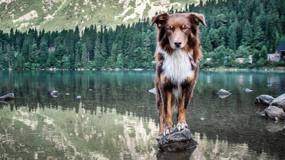 Best Dog Gear for Summer Adventures | Men's Journal - Men's Journal