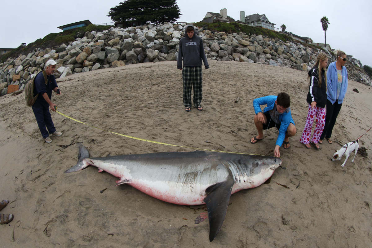 Great white shark washes up in Santa Cruz Men s Journal