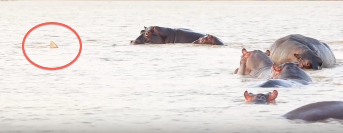 Rare footage shows clash between bull shark and angry hippos - Men's Journal