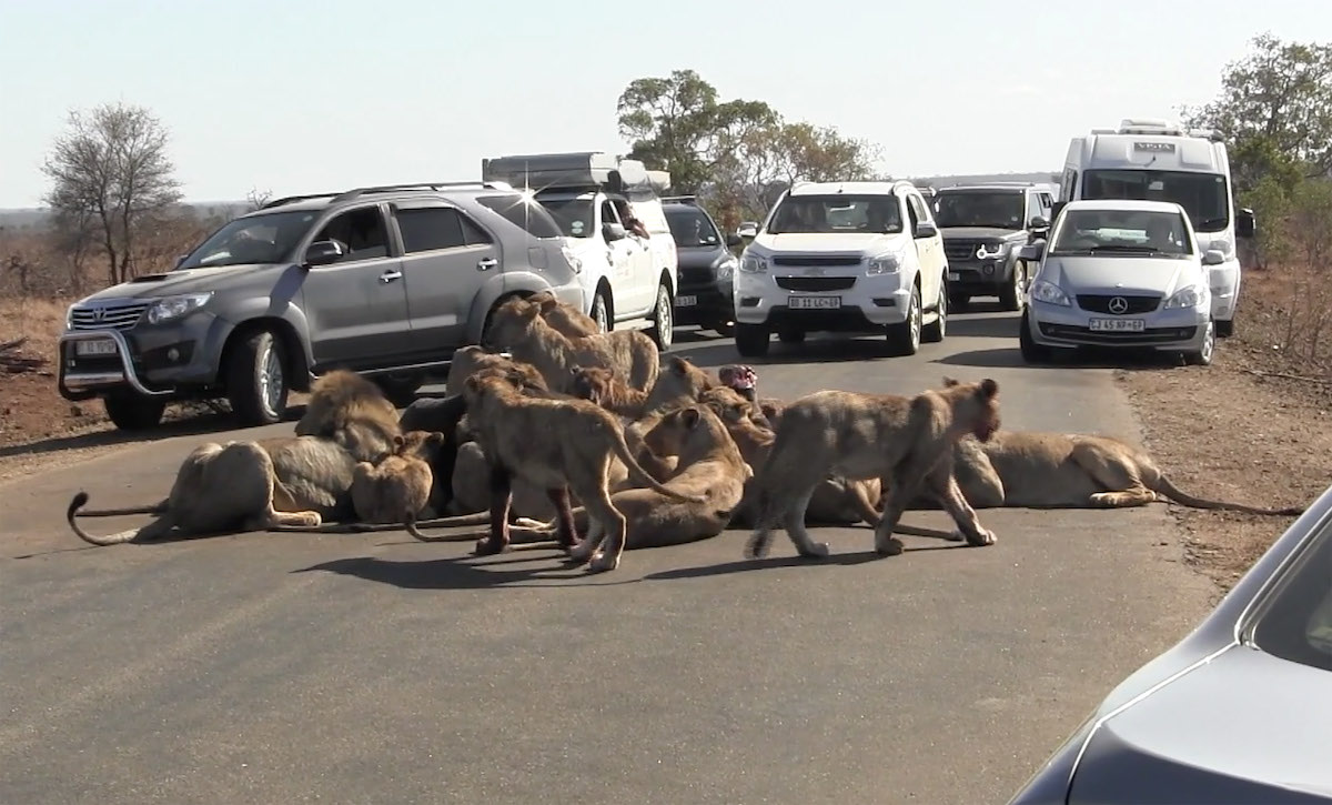 A Kruger National Park road is blocked by pride of lions.