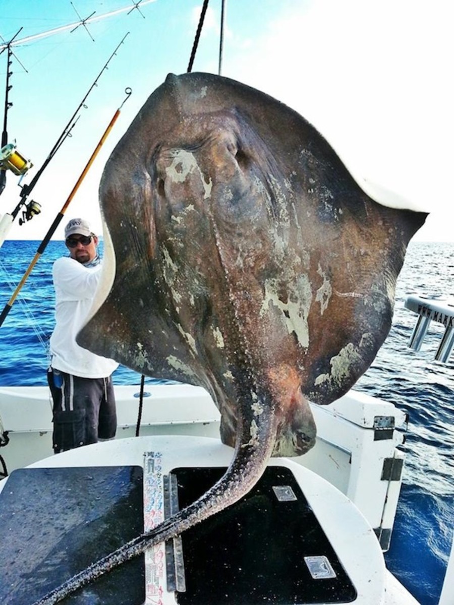 Mark the Shark's Monster Fishing Charters - How….I get more Likes