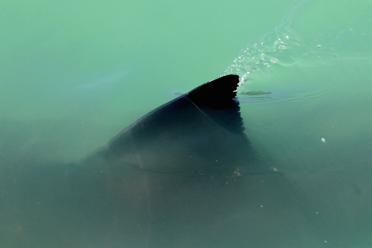 Close encounters galore as great white shark tour debuts off SoCal ...