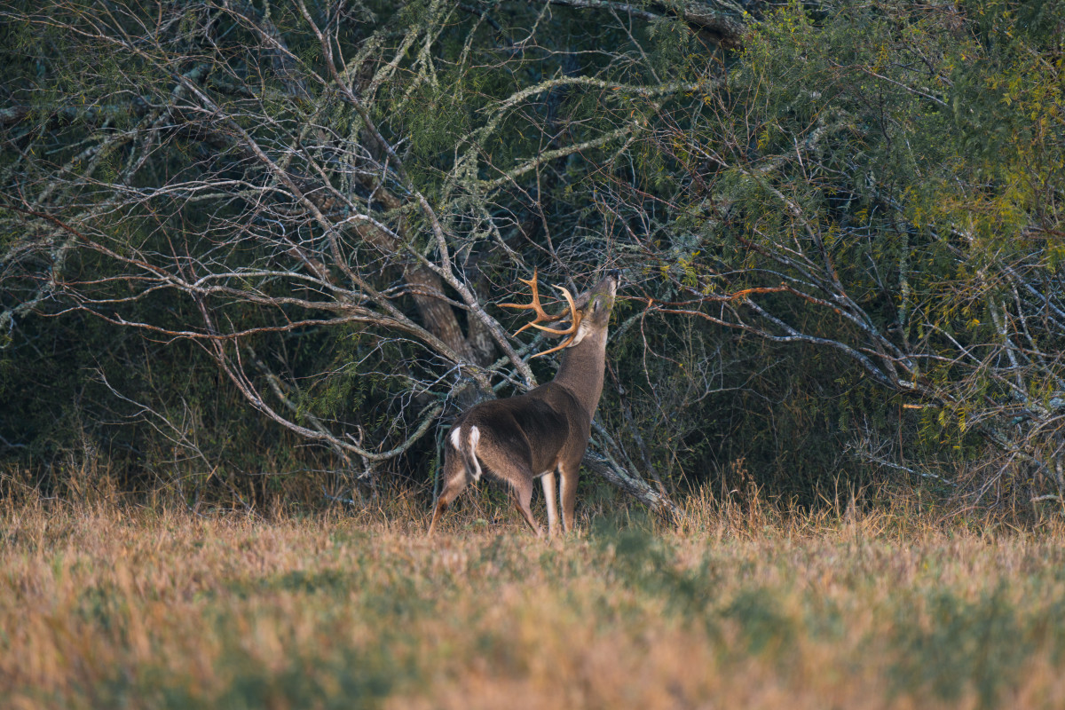 'MeatEater' Host Steve Rinella Is Reshaping the Hunting Narrative Men