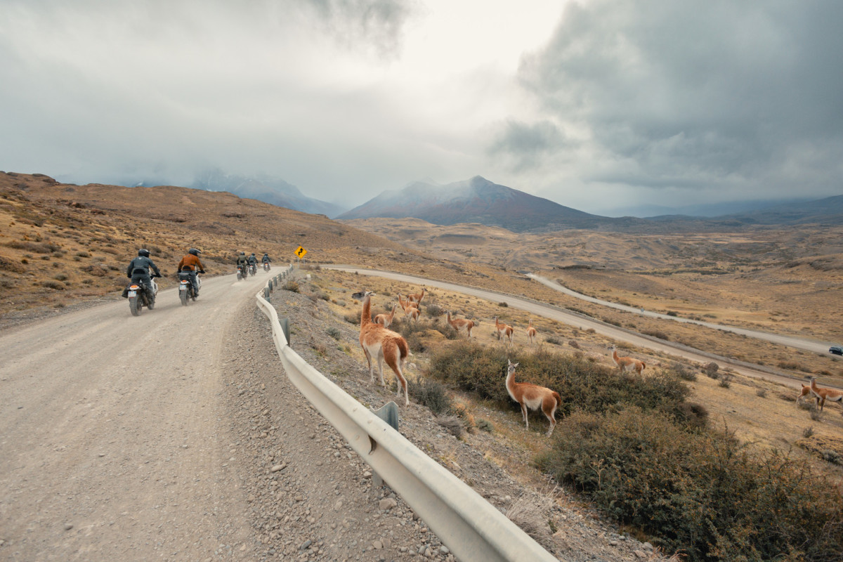 Riders on the Dainese Expedition Masters expedition pass guanaco alongside the road.