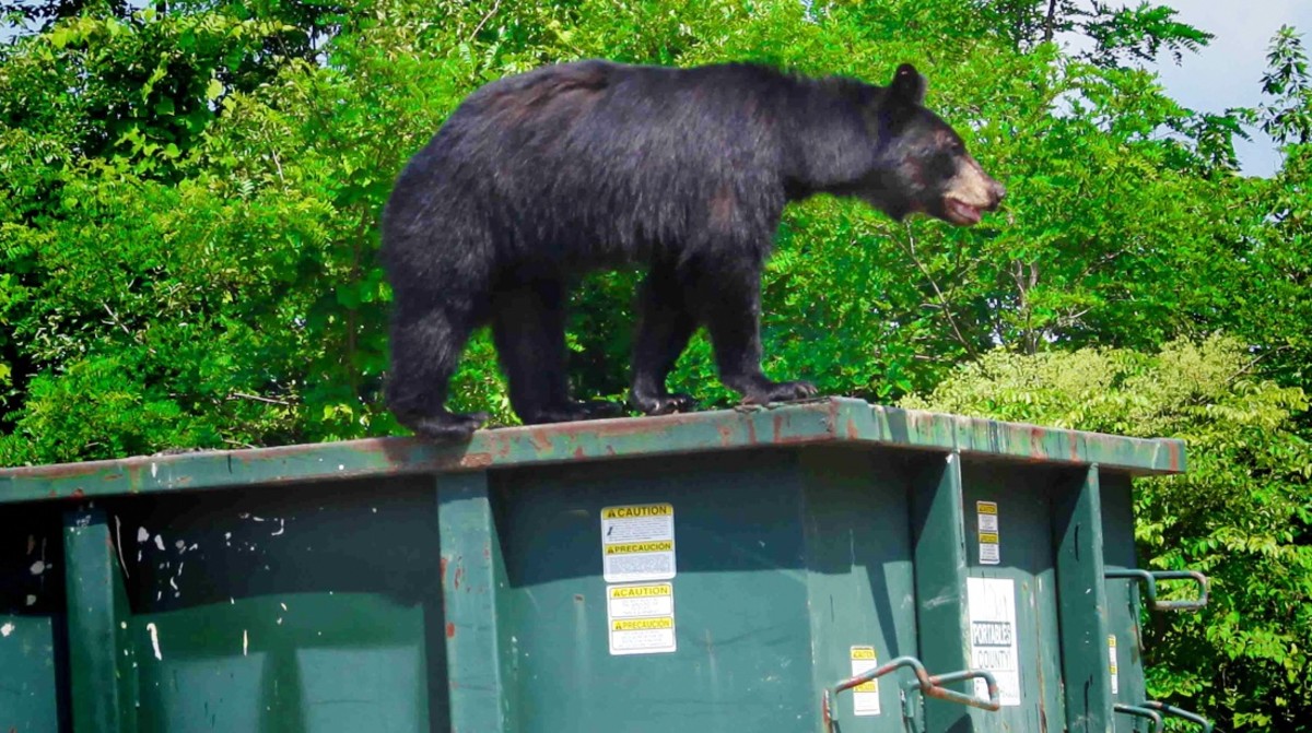 Dumpster-Diving Bear Scares West Virginia Principal in Viral Video ...