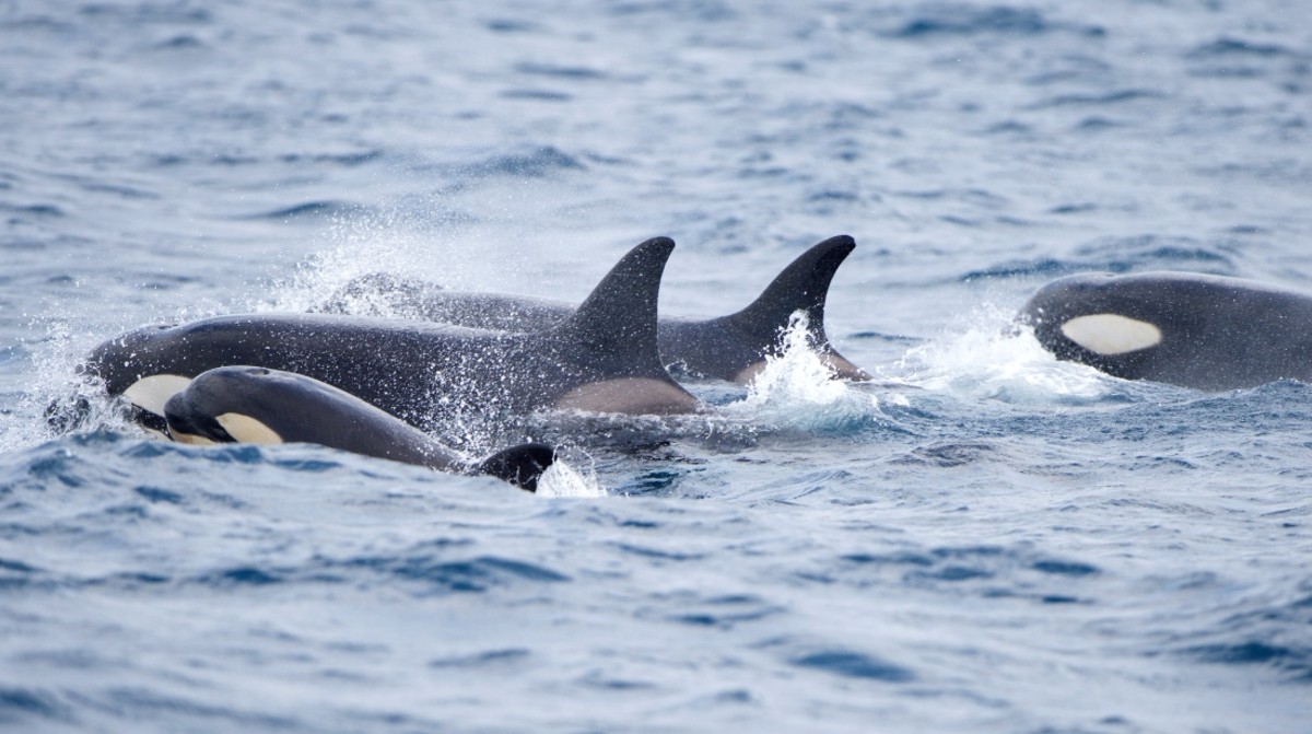 orca-boat-attacks-escalate-with-new-behavior-pattern-men-s-journal