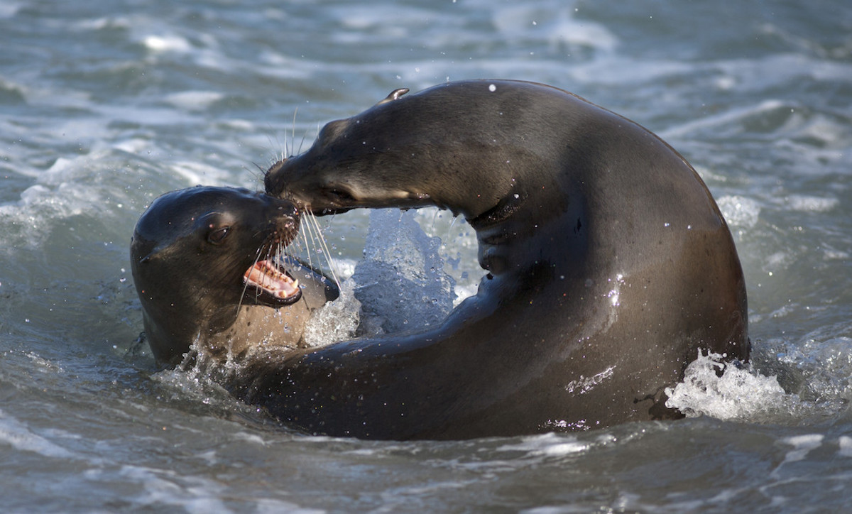 California Sea Lion