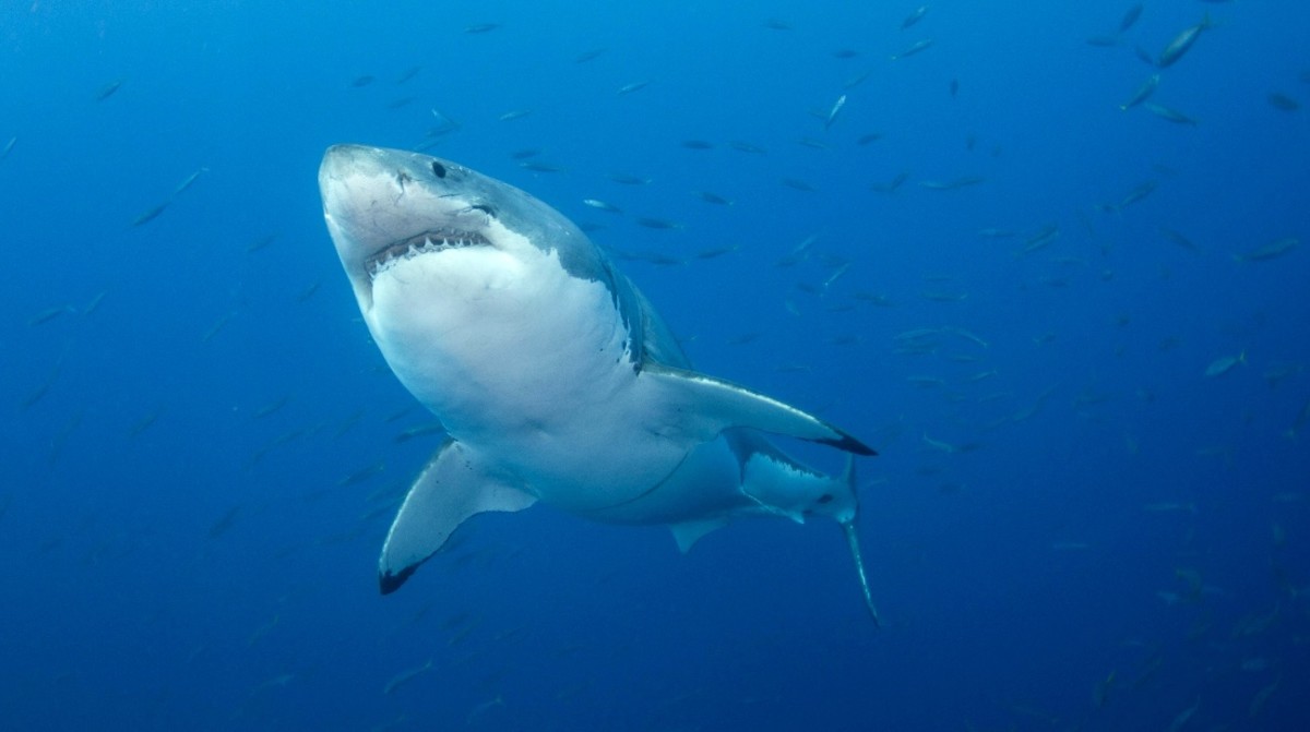 Cape Cod Believed to Have Highest Concentration of Great White Sharks