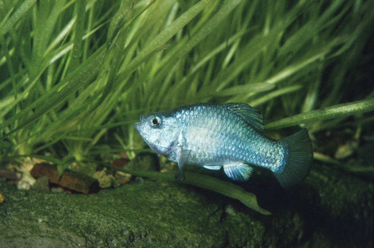 Endangered Devils Hole Pupfish Population Hits 19-Year High - Men's Journal