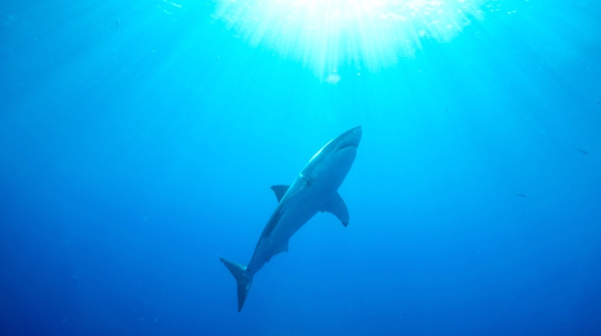 Great White Sharks Swim Under Surfers In Drone Footage - Men's Journal