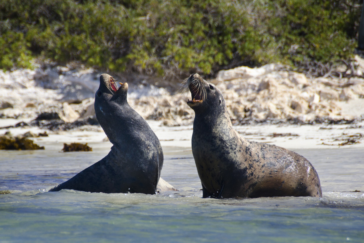 Sea Lions in San Diego's La Jolla Cove Attack Beachgoers - Men's Journal