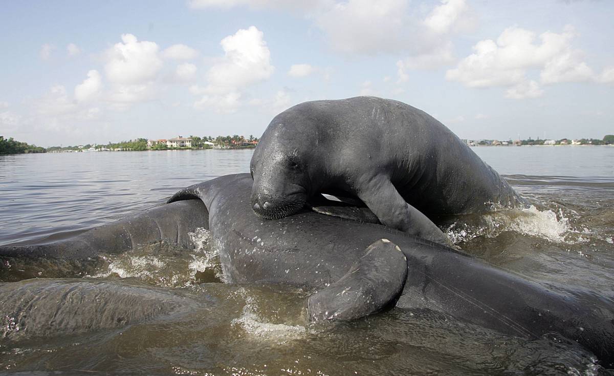 Florida Sheriffs Department Begs Citizens to Stop Calling 911 About Manatee pic