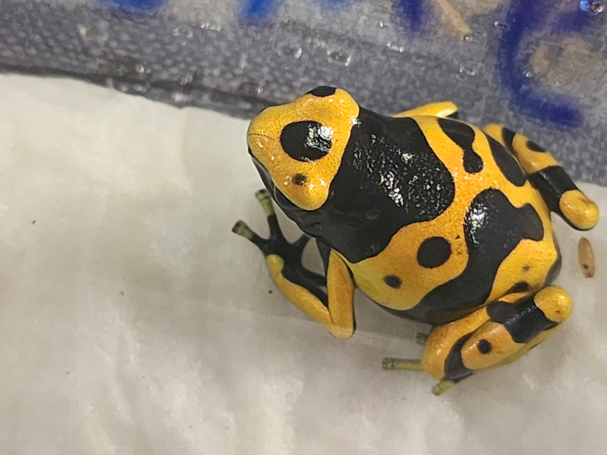 poison-dart-frogs-avoid-poisoning