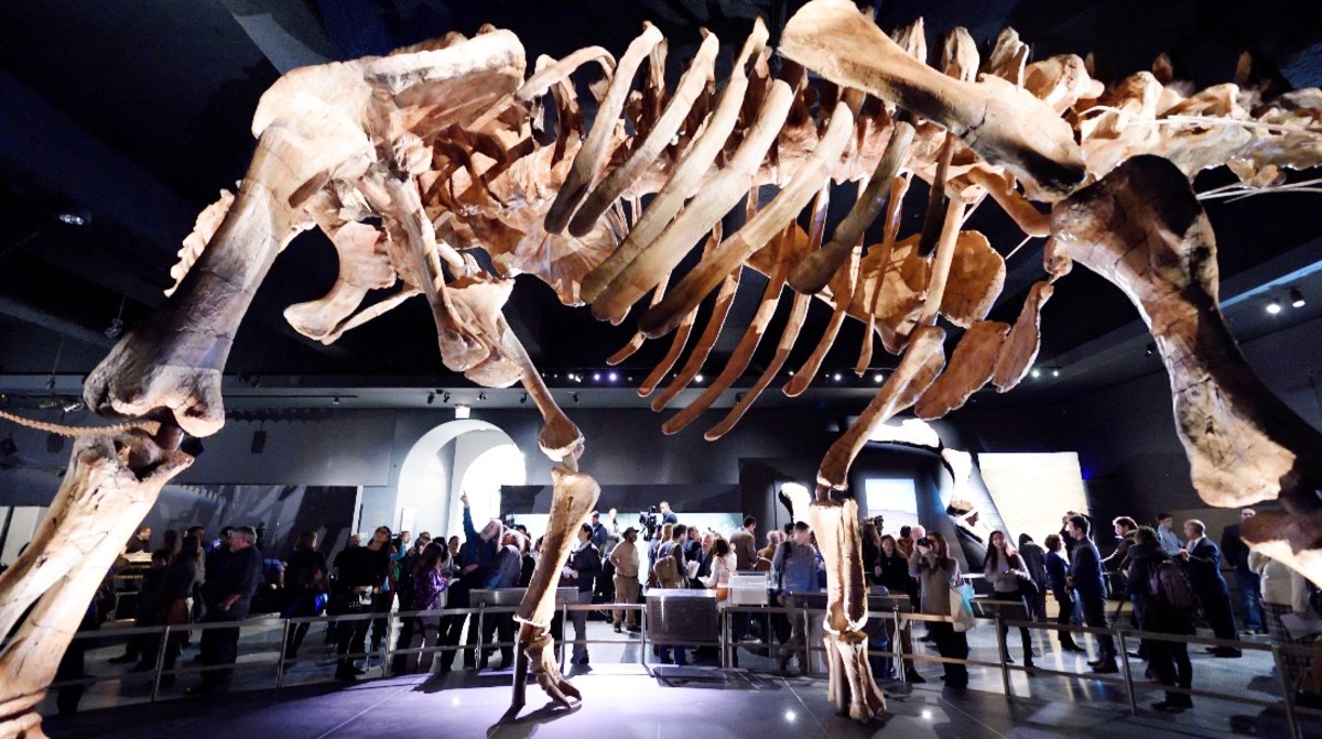 Titanosaur Skeleton 70 Million Years Old Found By Man Walking His Dog ...