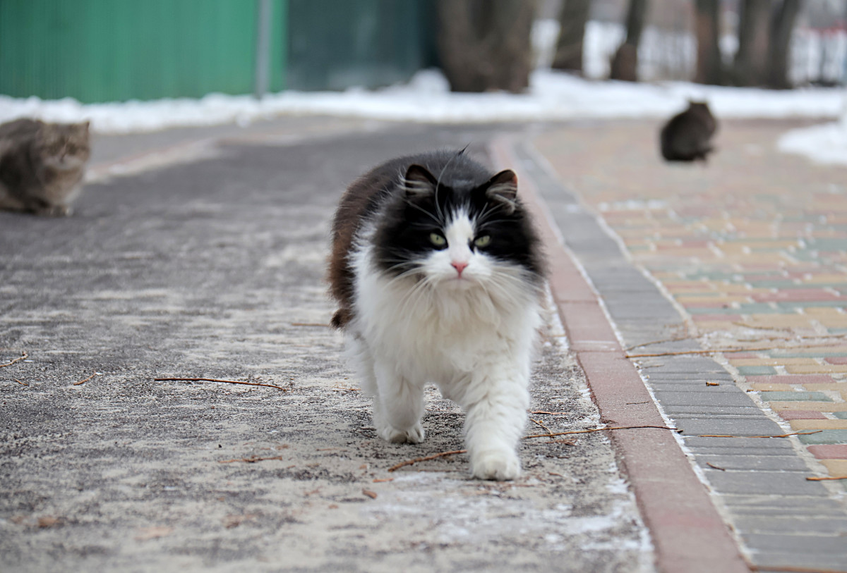 Japanese Residents Warned to Avoid 'Abnormal' Stray Cat Which Fell Into  Container of Poisonous Chemicals - Men's Journal