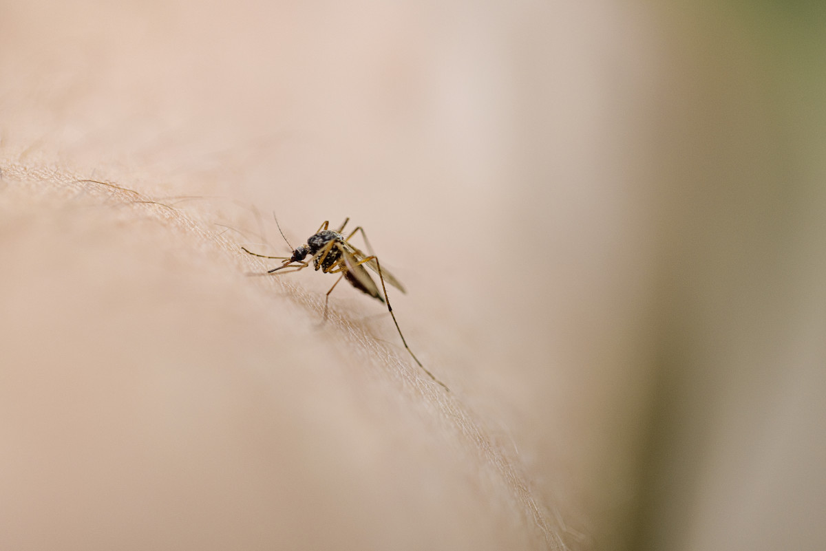 Puerto Rico Declares Epidemic of Potentially Fatal MosquitoBorne