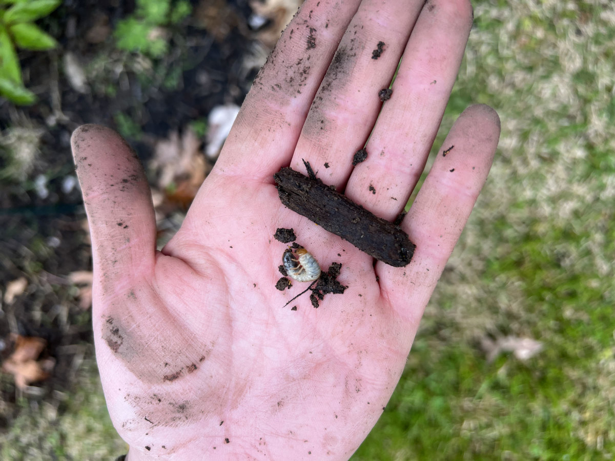 How to Treat Your Lawn for Grubs - Men's Journal | Home Living Handbook