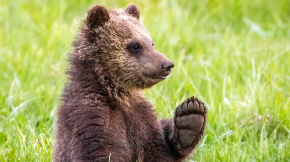 Bear Cub Stolen From Family by Selfie-Takers Has Happy Ending - Men's ...