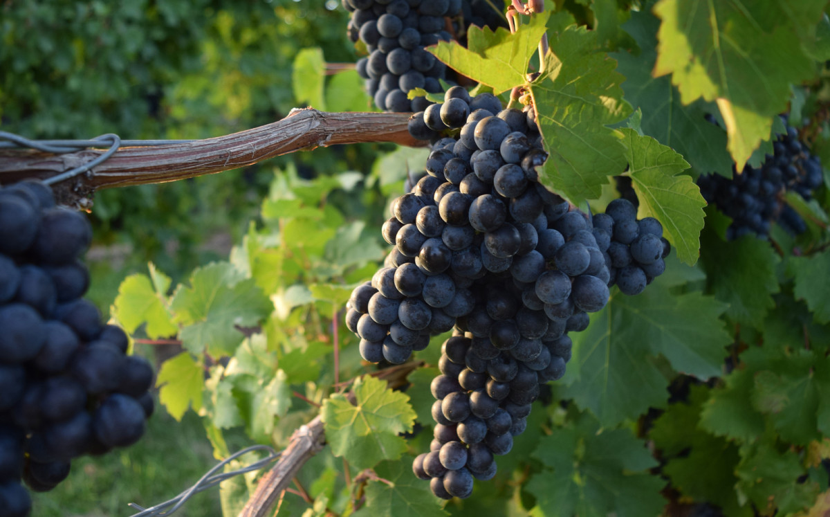 In the Finger Lakes, Cabernet Franc Is The New Superstar - Men's ...