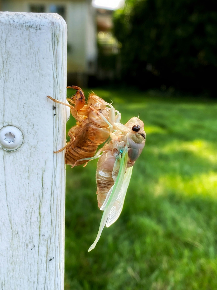 Brood X Makes a Mess: Here’s How to Clean Up Cicadas - Men's Journal ...