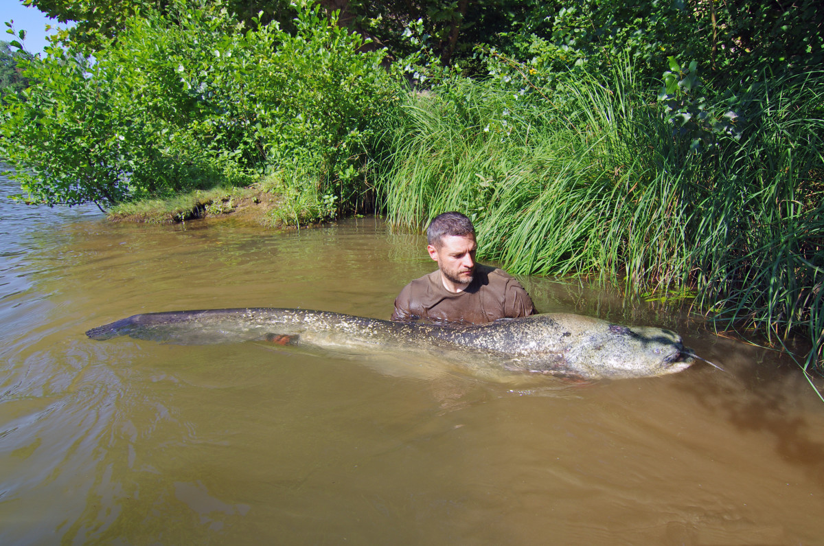 Conservationists Catch Massive, Monstrous-Looking Fish Near New York ...