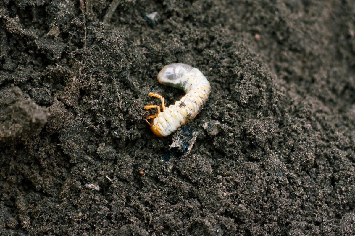 How to Treat and Prevent Lawn Grubs in the Fall - Men's Journal | Home ...