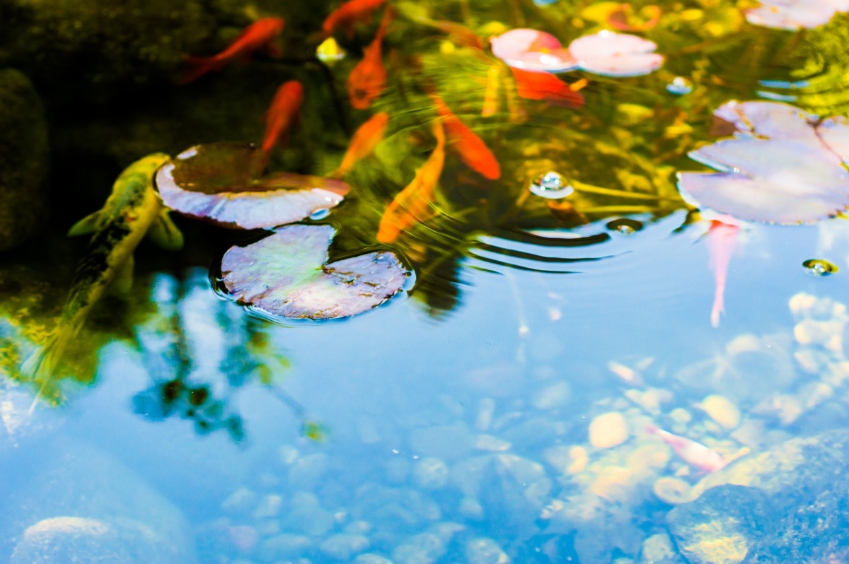 How to Winterize Your Backyard Pond - Men's Journal | Home Living Handbook