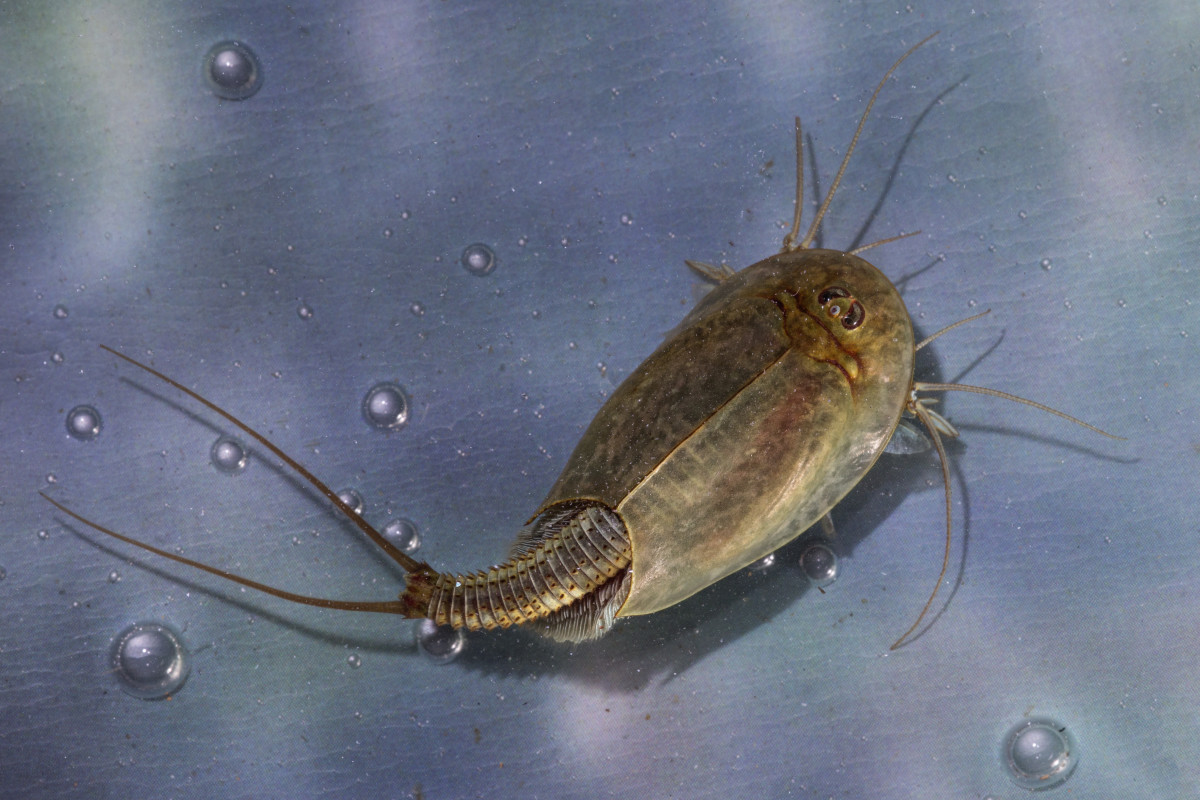 Heavy Rain at Burning Man Reawakens 3Eyed 'Dinosaur Shrimp' Men's