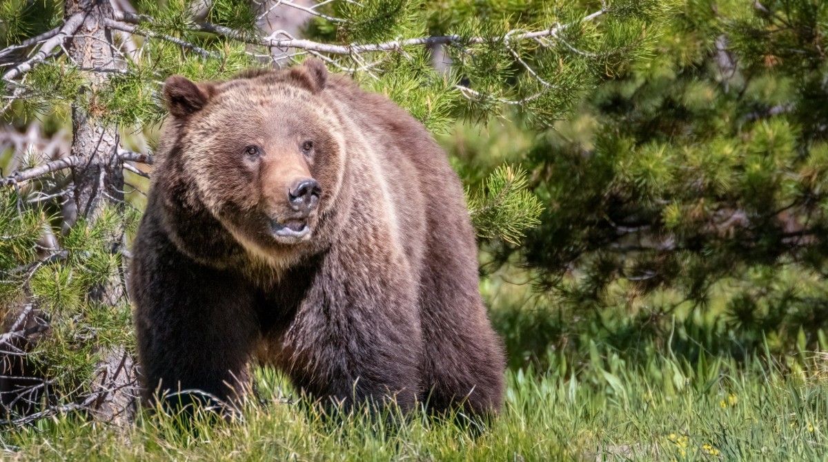 Couple Dead in Grizzly Bear Attack in Banff National Park Men's Journal
