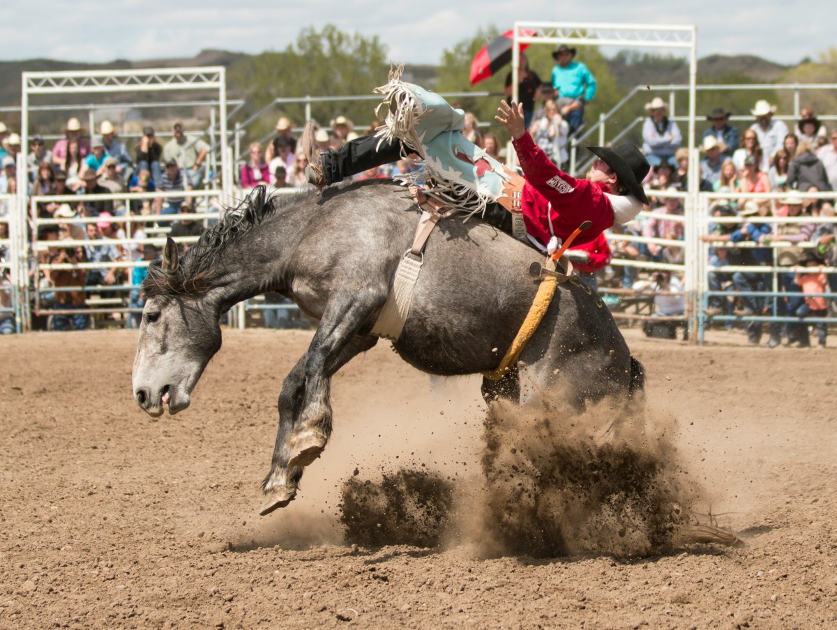 The 2024 Rodeo Uncorked! International Wine Competition Champions Have