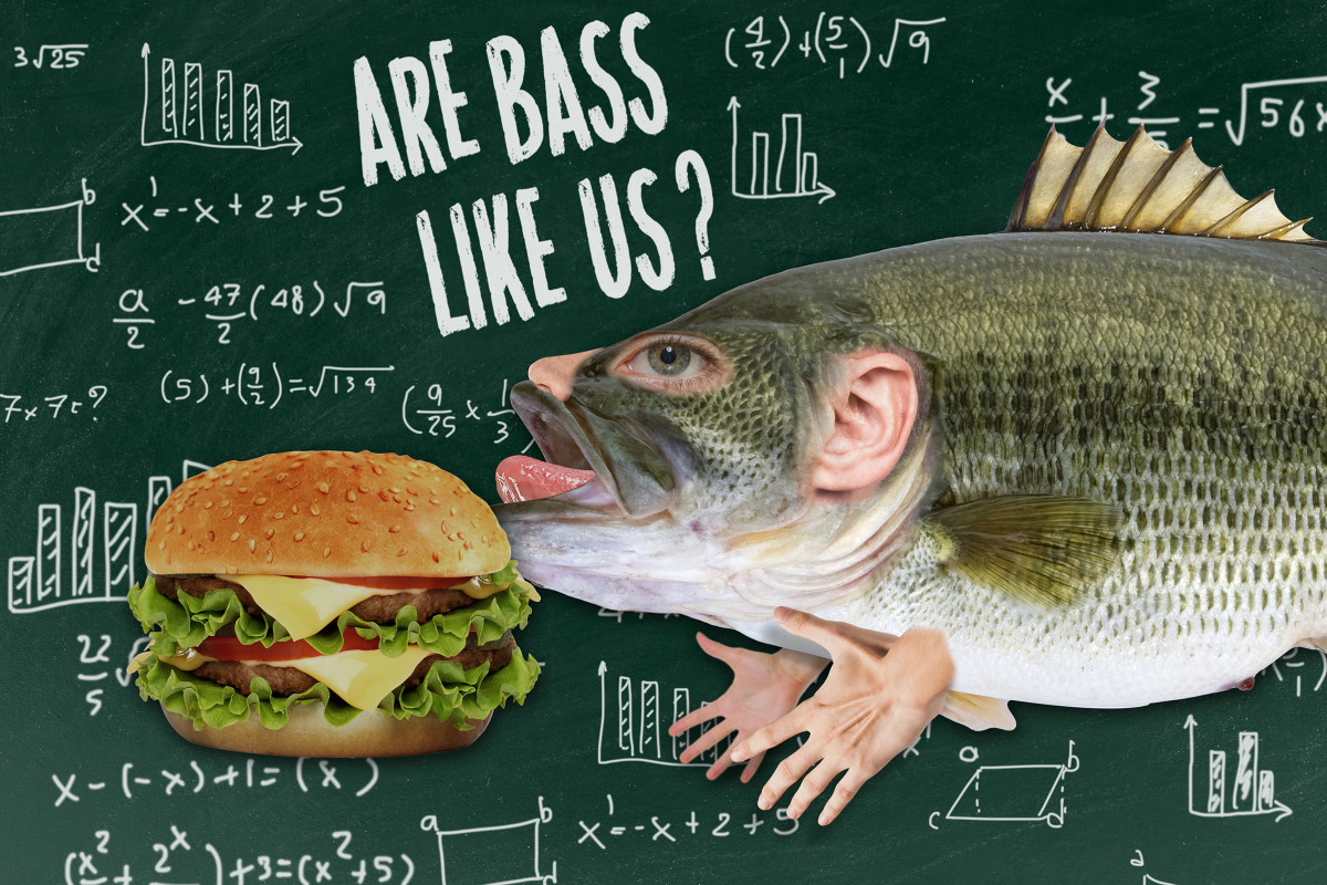 Are bass like humans? - Men's Journal