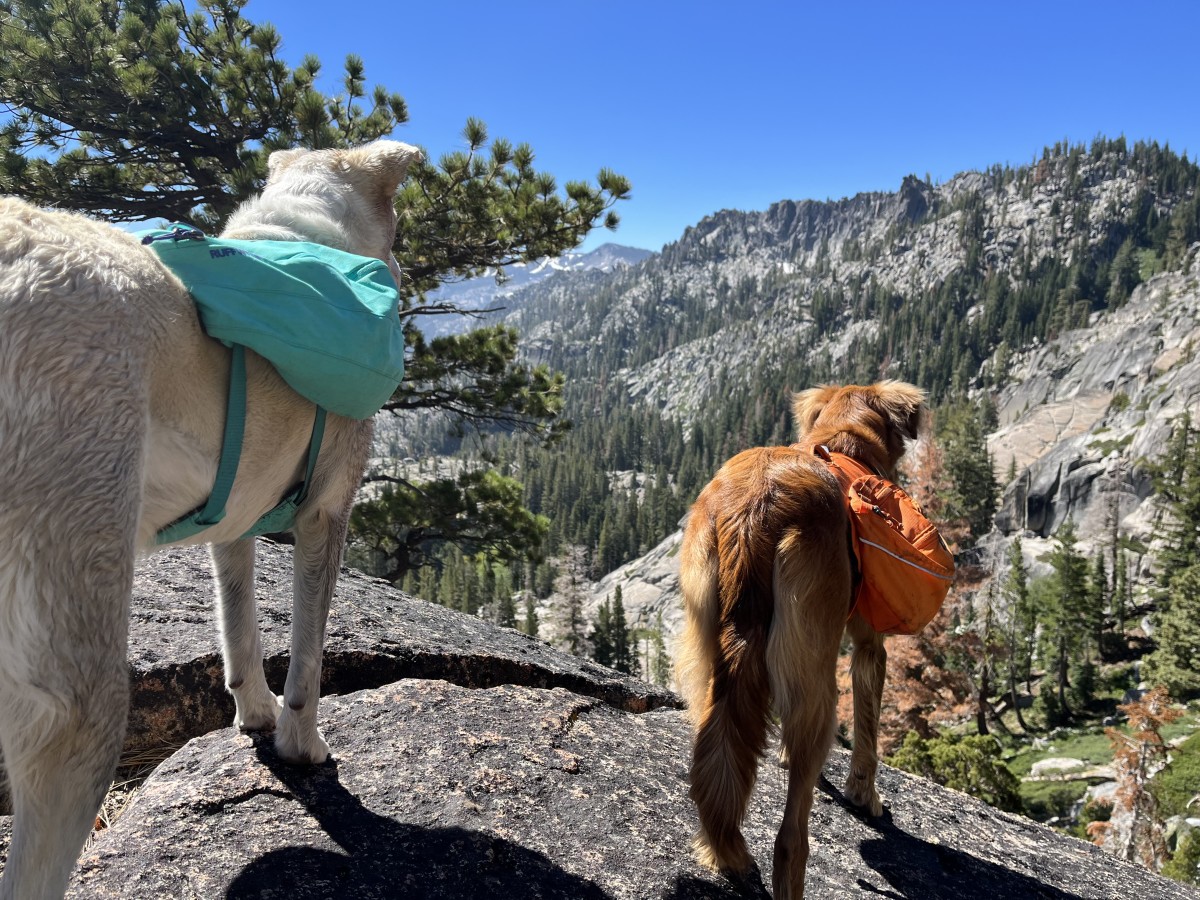 Saddle Your Pup With The Ruffwear Approach Dog Pack Men s