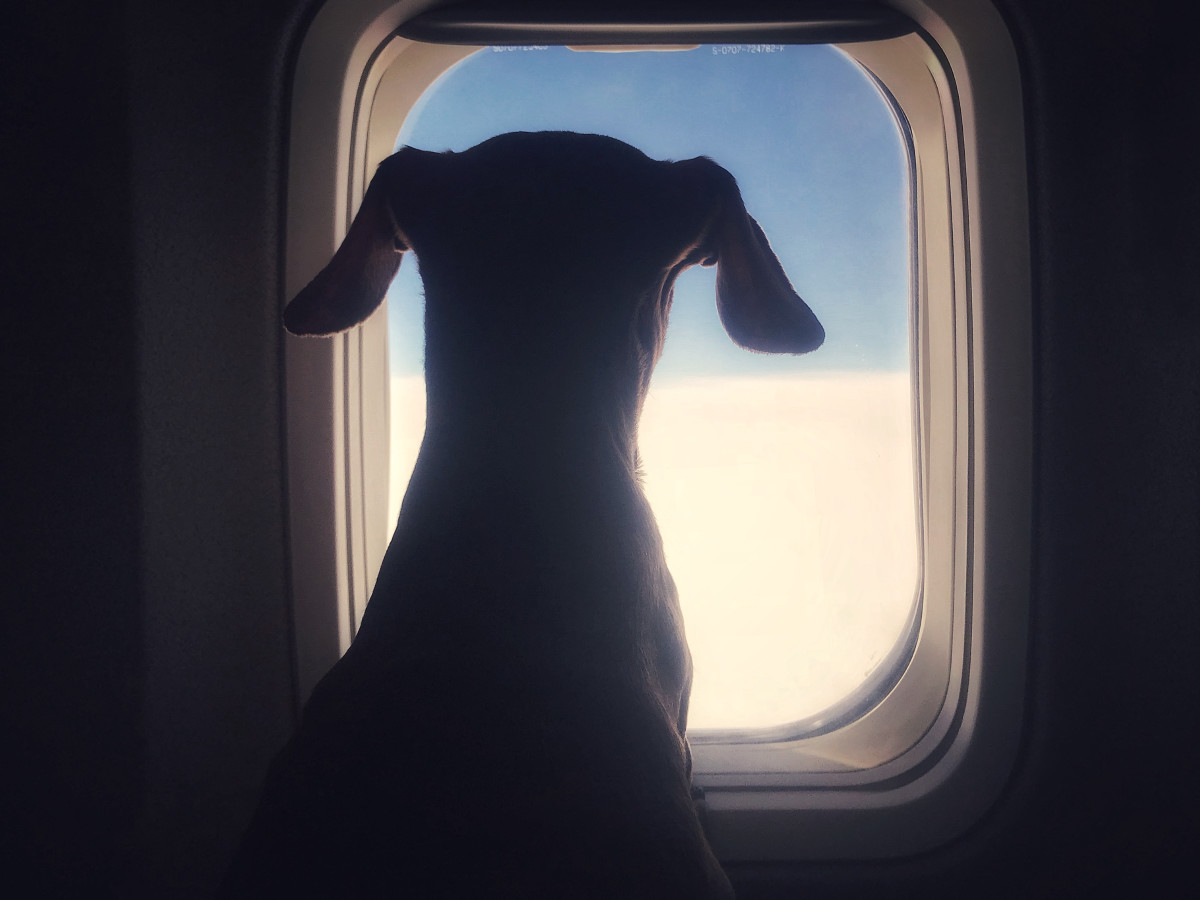 Alaska Airlines Sued By Passenger Claiming French Bulldog Died Due To ...