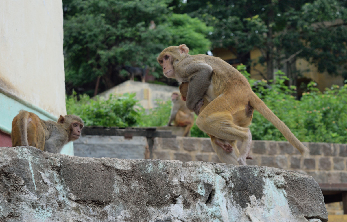 40 Monkeys on the Loose After Escaping From Research Facility - Men's ...