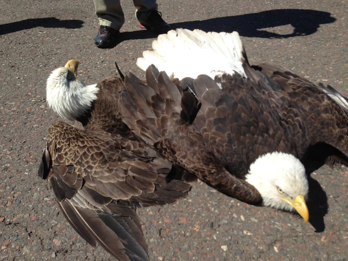 Two Bald Eagles In Air Battle Crash Land At Duluth Airport