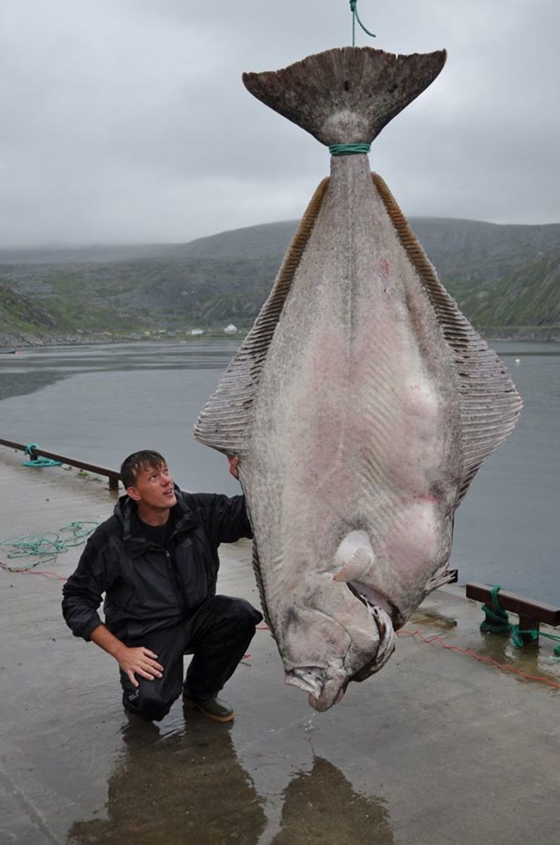 German Fisherman Catches World Record 515 Pound Atlantic Halibut