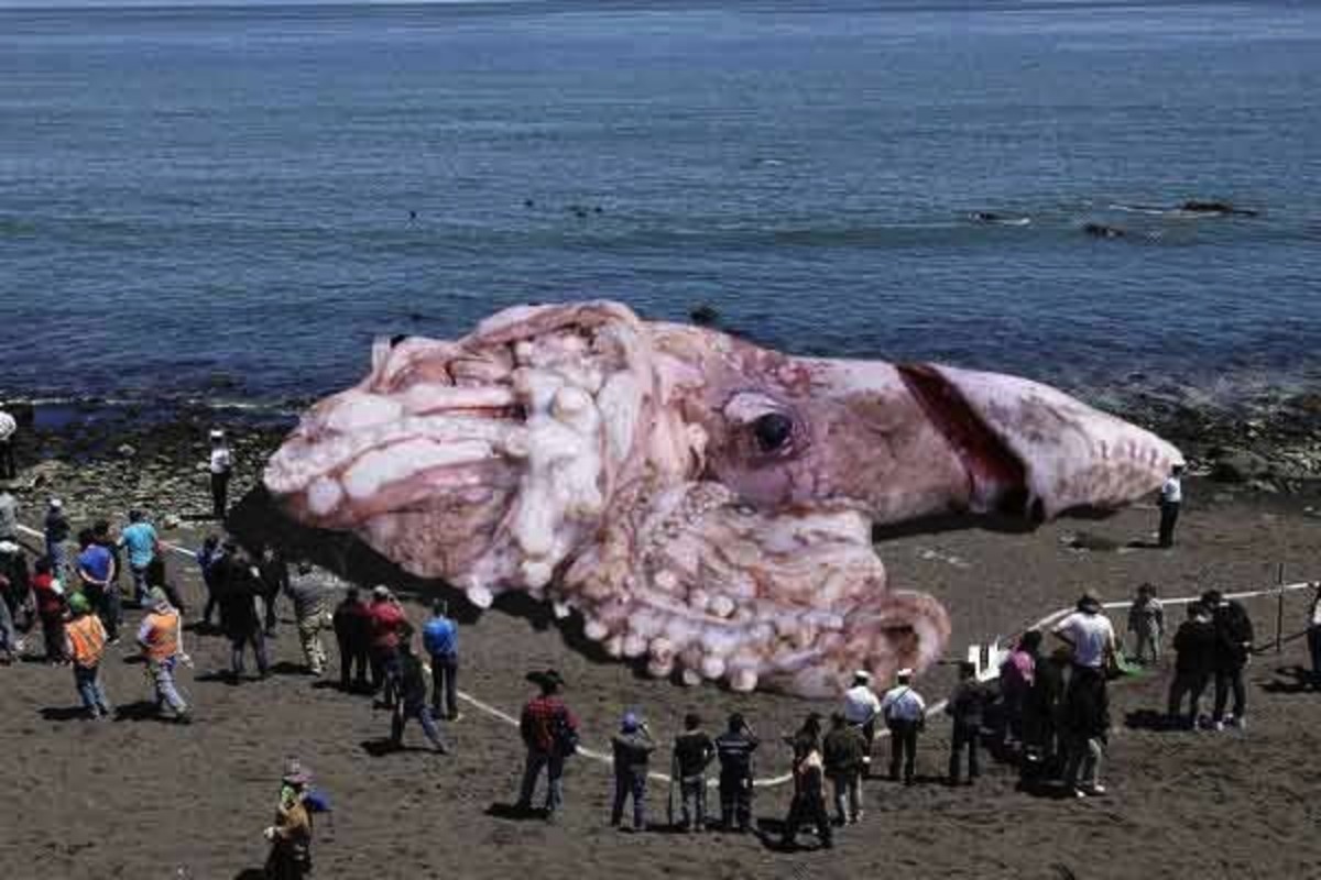 Monstrous radioactive squid on California beach? Some actually believe  these stories | Men's Journal