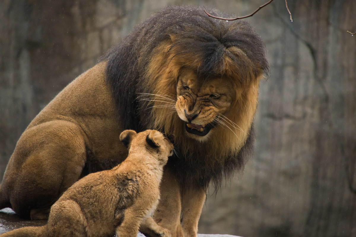 Lion Cubs Greeted With Roars In First Meeting With Dad - Men's Journal