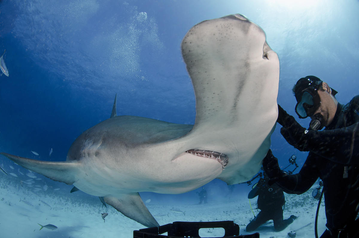 hammerhead-shark-eats-out-of-diver-s-hand-men-s-journal