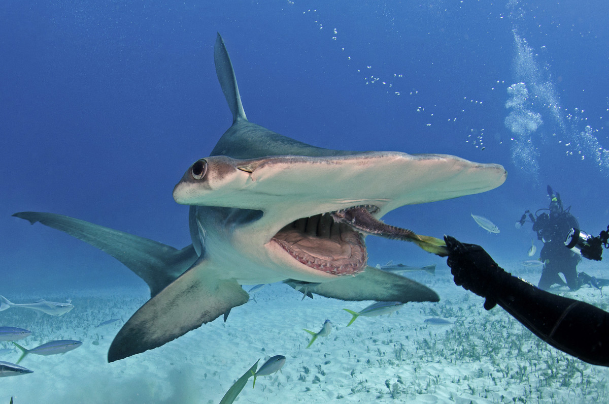 Hammerhead shark eats out of diver's hand - Men's Journal