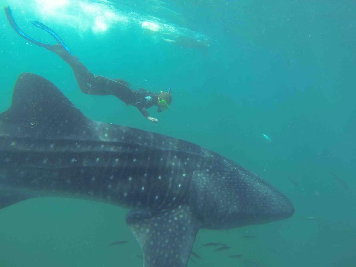 Swim With Whale Sharks In Bay Of La Paz Men S Journal