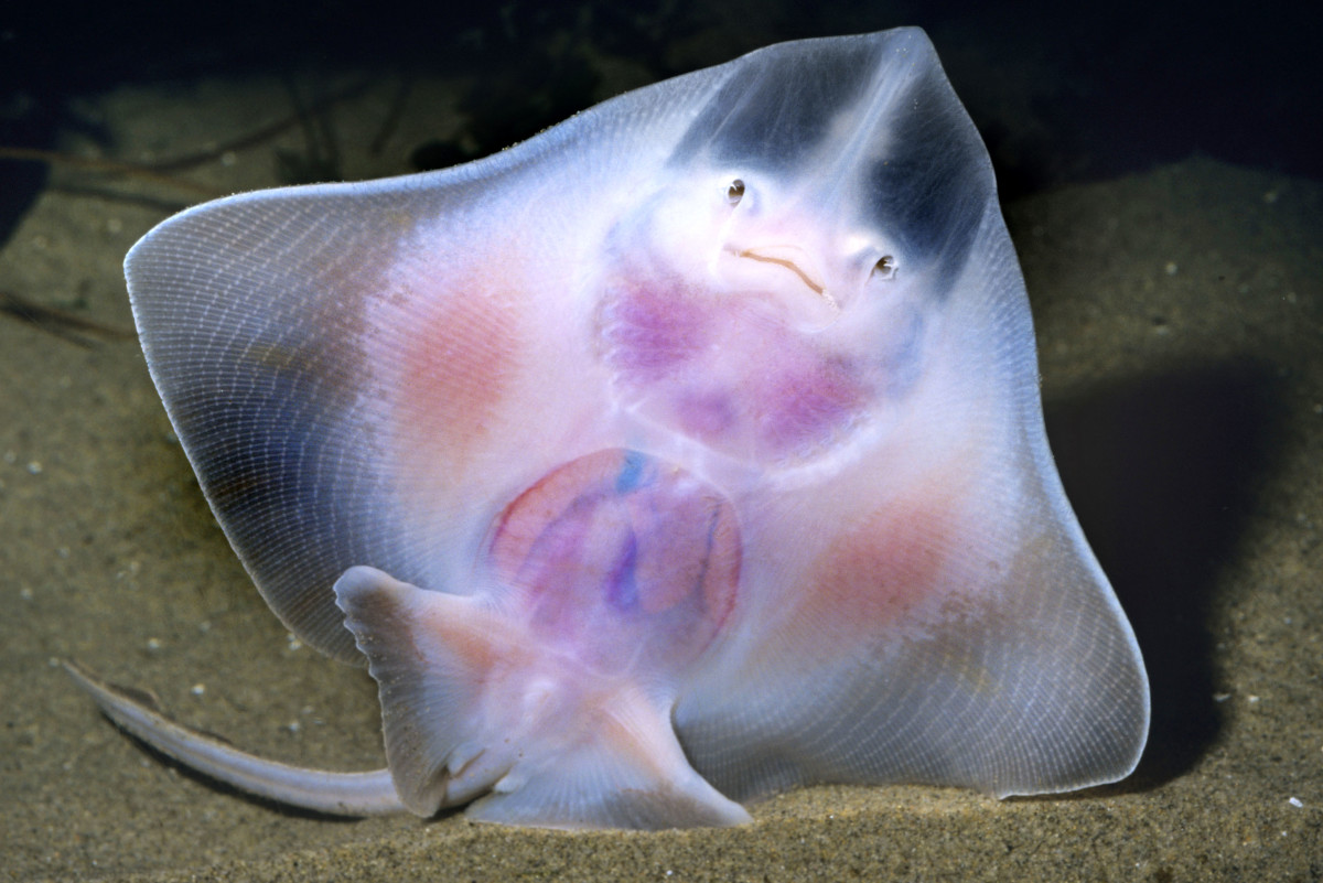 Animaux transparents : Une raie épineuse. Photo par Ken Lucas/Ardea/Caters News