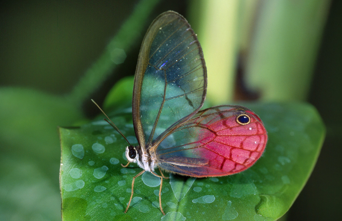 Transparente Tiere: Ein Glasflügelfalter. Foto von Hans Dossenbach/Ardea/Caters News 