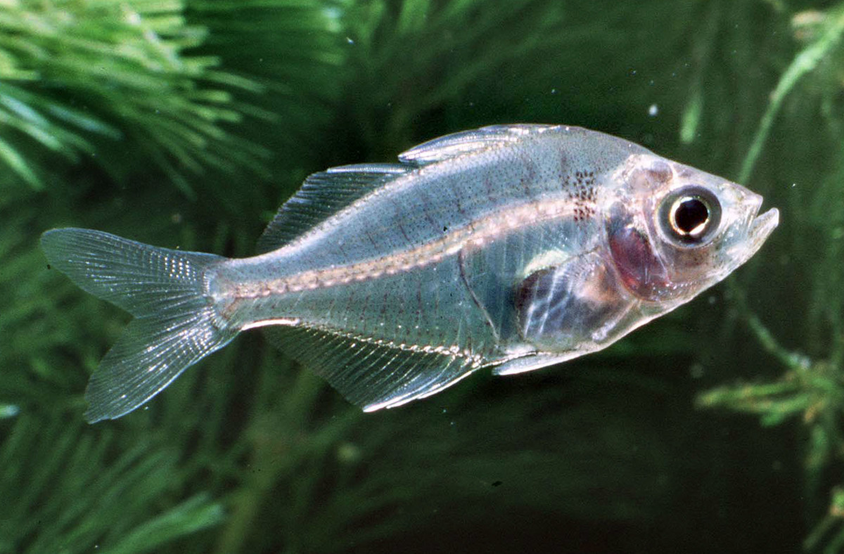 Animaux transparents : Un poisson de verre. Photo par Jean Michel Labat/Ardea/Caters News