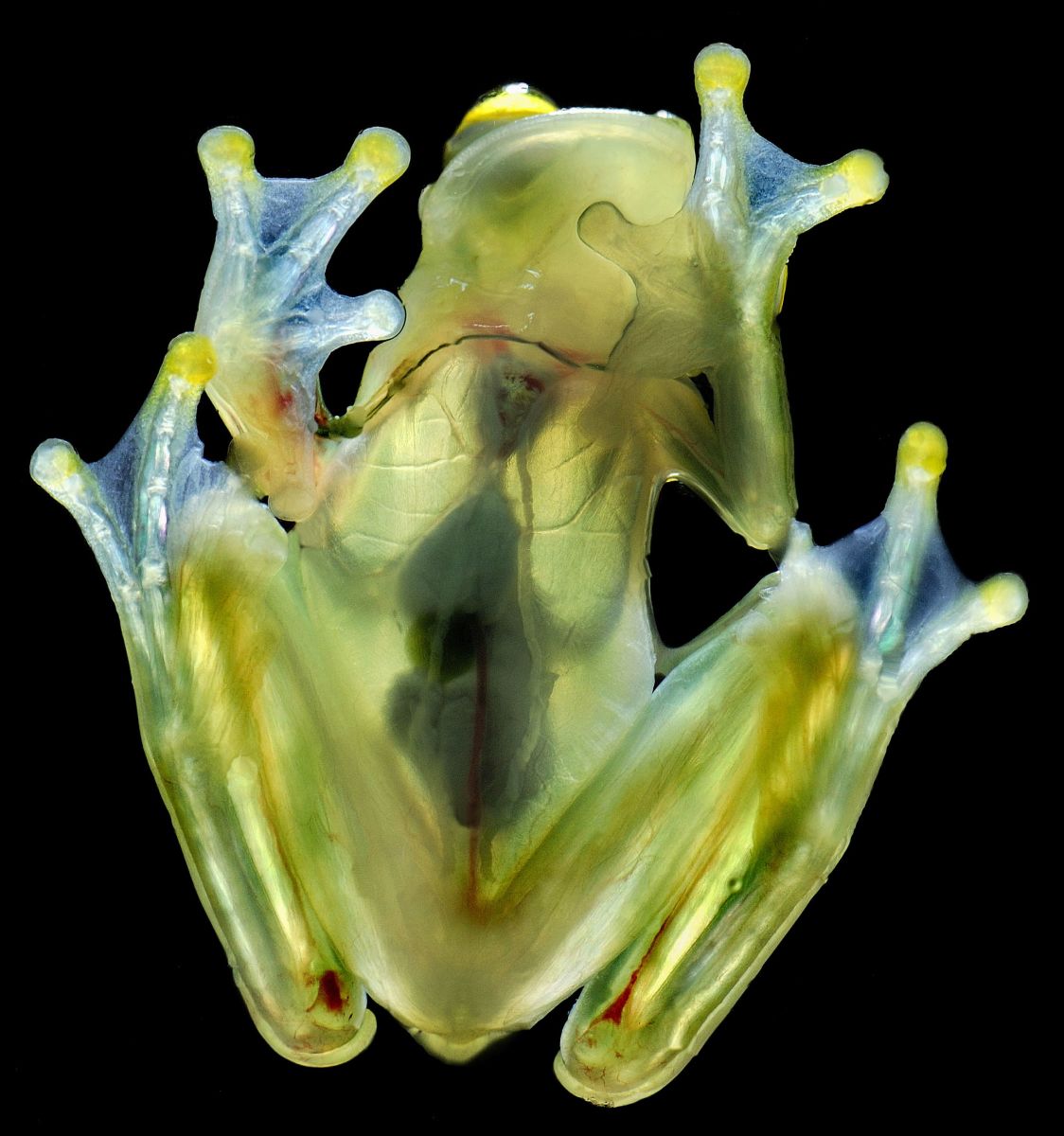 Animaux transparents : Une grenouille de verre de Fleishmann. Photo de Thomas Marent/ARDEA/Caters News