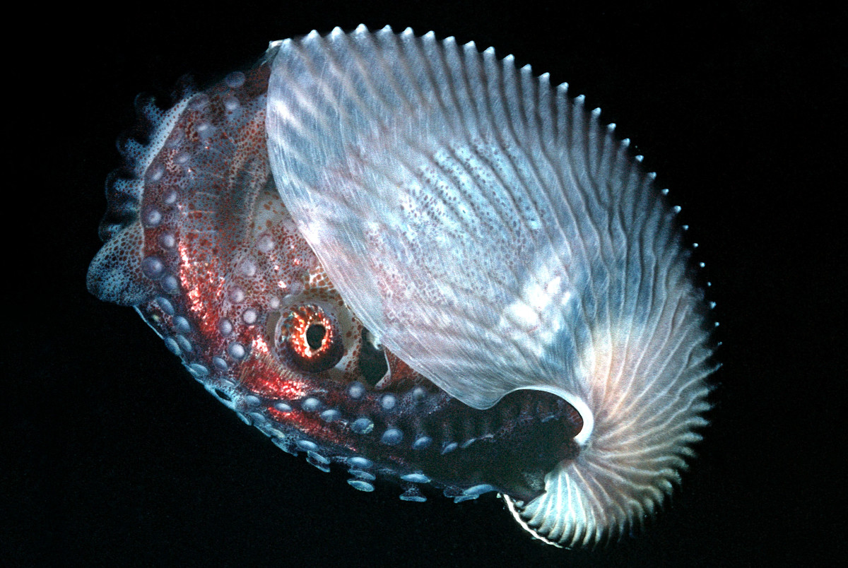 Animales transparentes: Un nautilus de papel. Foto de Valerie Taylor/Ardea/Caters News